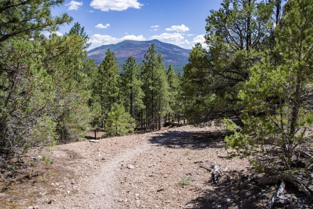 Islamic Stories A quiet mountain path winding through pine trees towards a tall mountain under a blue sky